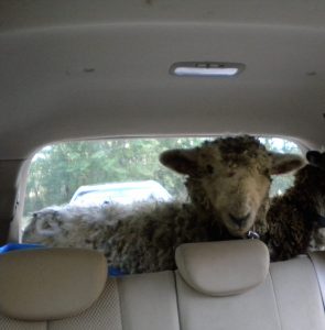 Sheep in a car